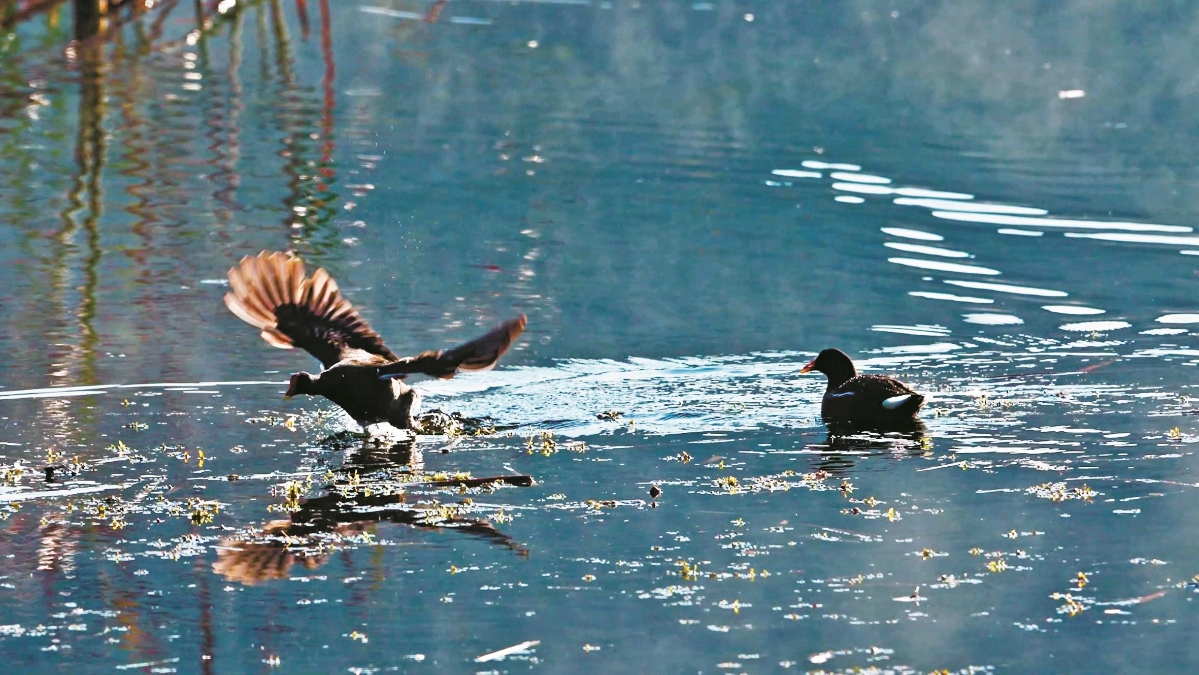 Birds fluttering along the banks of Baixi River